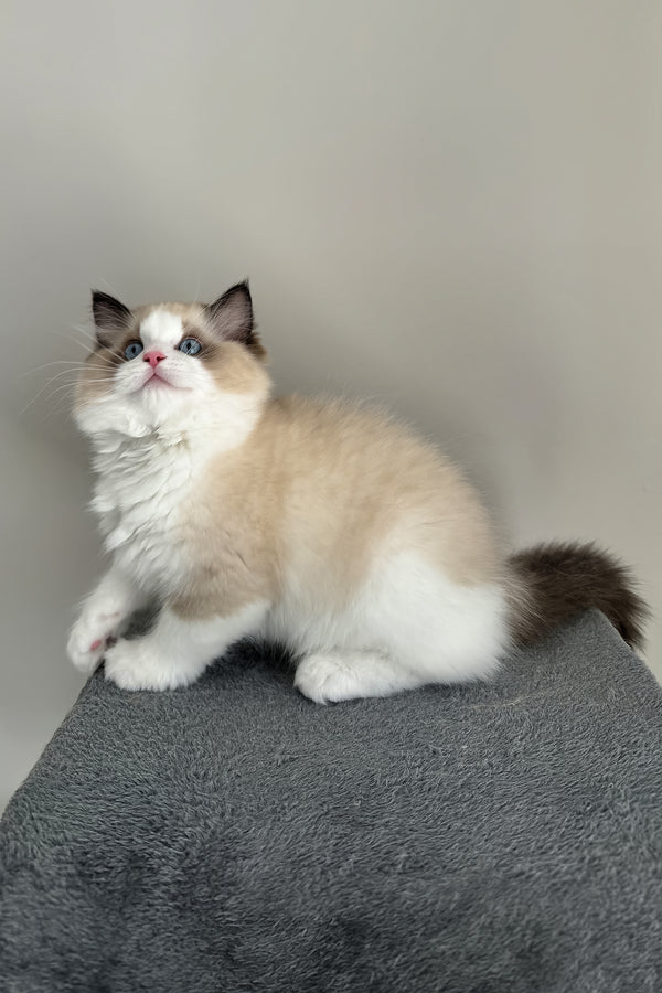 Aslan | Ragdoll Kitten