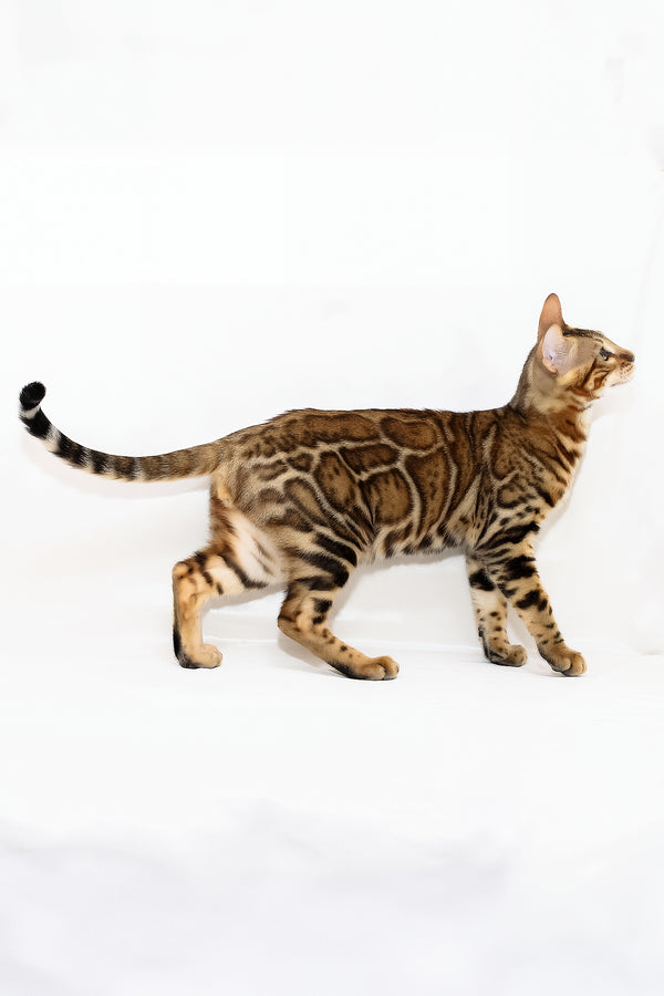 Aslan | Bengal Kitten