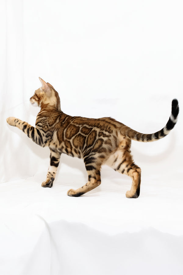 Aslan | Bengal Kitten