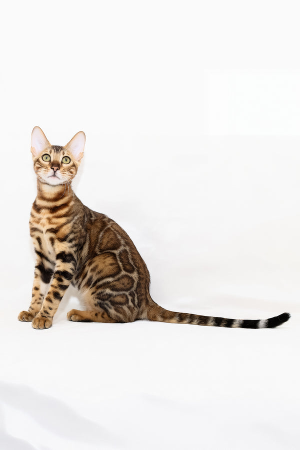 Aslan | Bengal Kitten