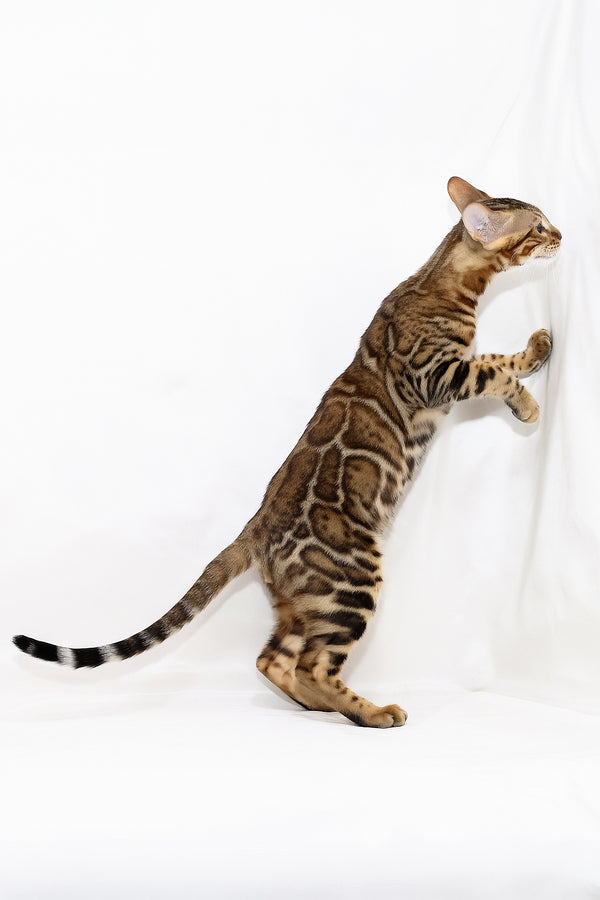Aslan | Bengal Kitten