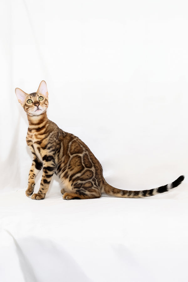 Aslan | Bengal Kitten