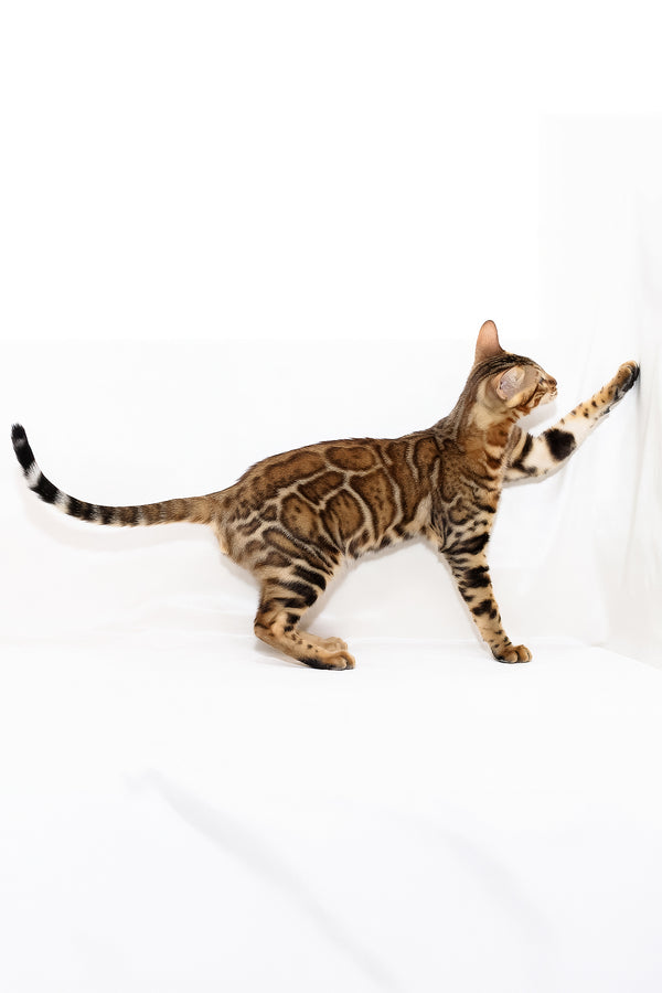 Aslan | Bengal Kitten