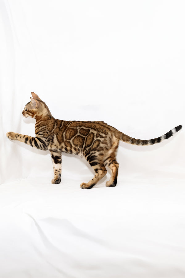 Aslan | Bengal Kitten