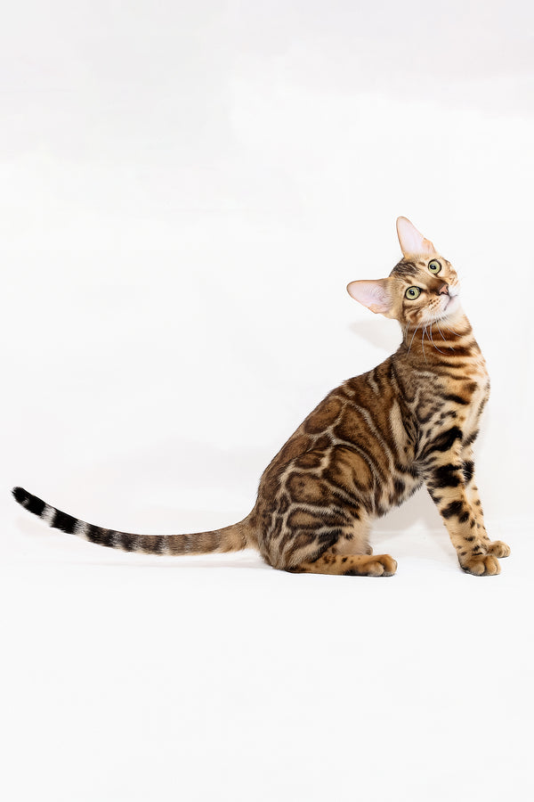 Aslan | Bengal Kitten