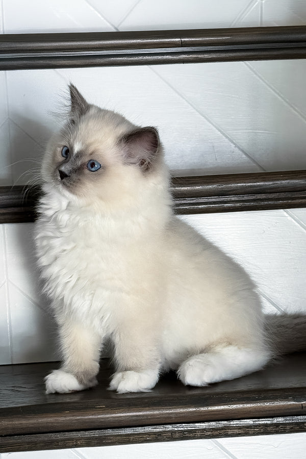 A purebred ragdoll kitten named aspen with blue point bicolor markings sits on a wooden staircase railing