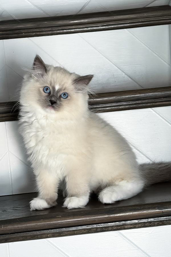 A fluffy cream-colored blue point bicolor ragdoll kitten with striking blue eyes sits on a dark wooden stair railing