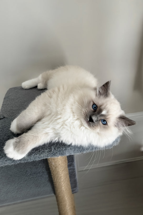 A fluffy blue point bicolor ragdoll kitten lounges on a soft dark gray scratching post platform from aspen purebred kitties