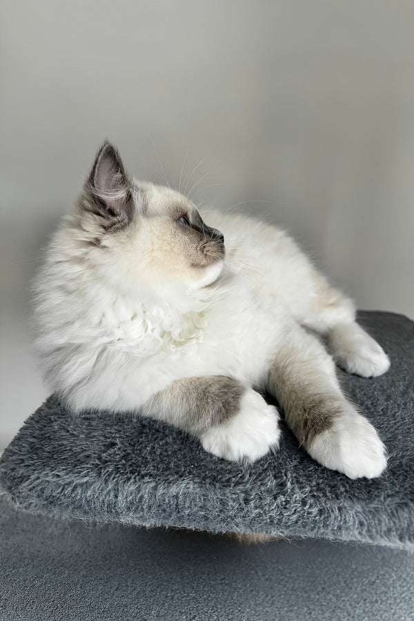 Fluffy cream and gray blue point bicolor ragdoll kitten lounging on a textured gray cushion perfect for purebred kitties