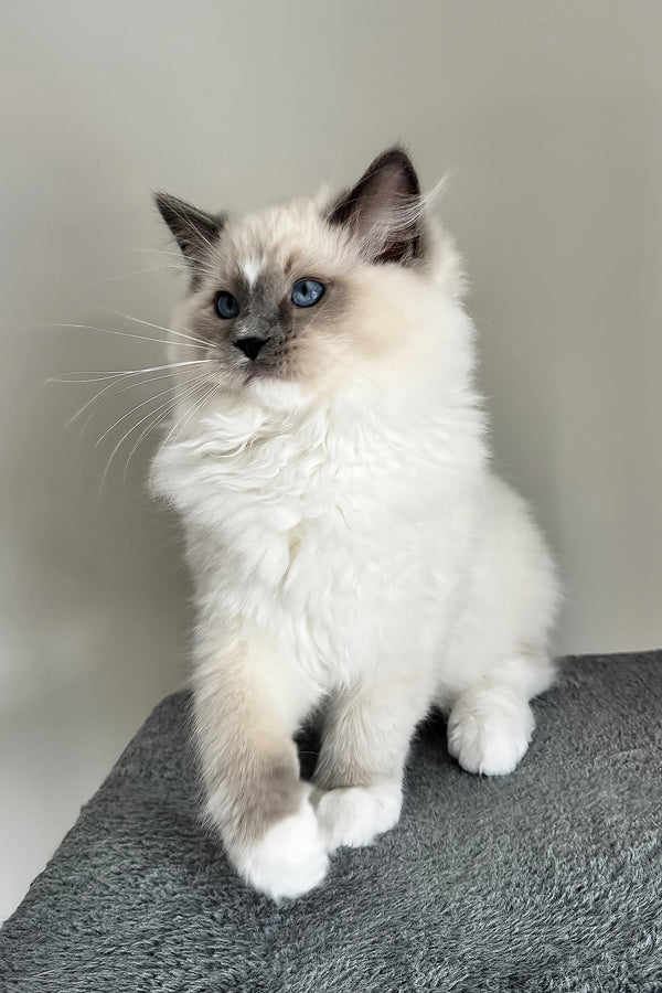 A fluffy cream and gray blue point bicolor ragdoll kitten with striking blue eyes sitting on a textured surface