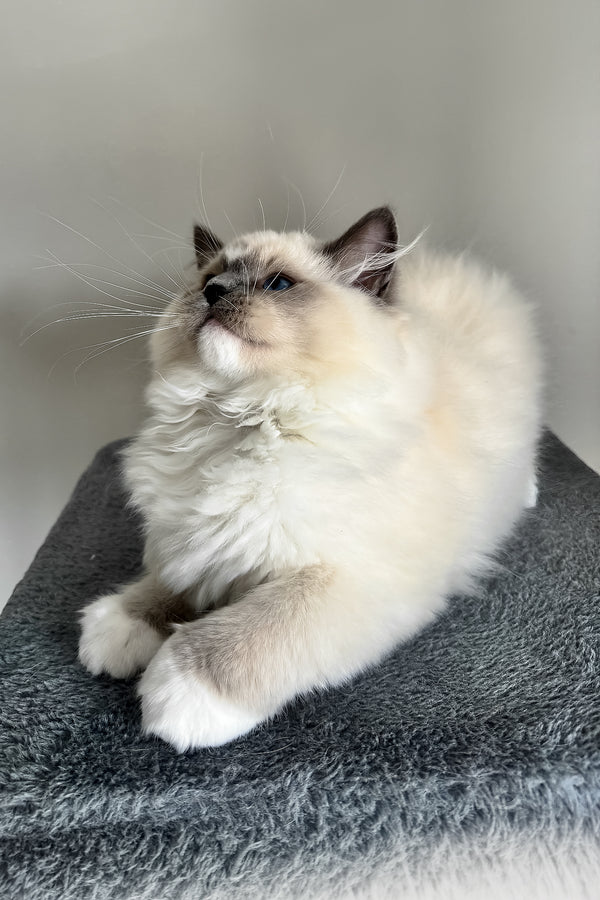 Fluffy cream and dark gray-pointed ragdoll kitten lounging on soft gray surface purebred kitties blue point bicolor