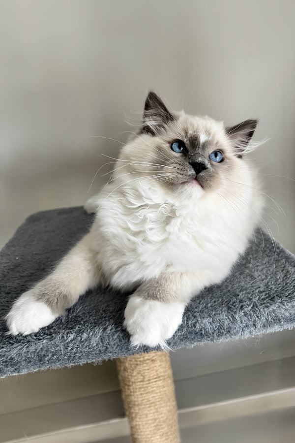 Aspen ragdoll kitten with blue point bicolor coat lounges on a textured gray scratching post platform