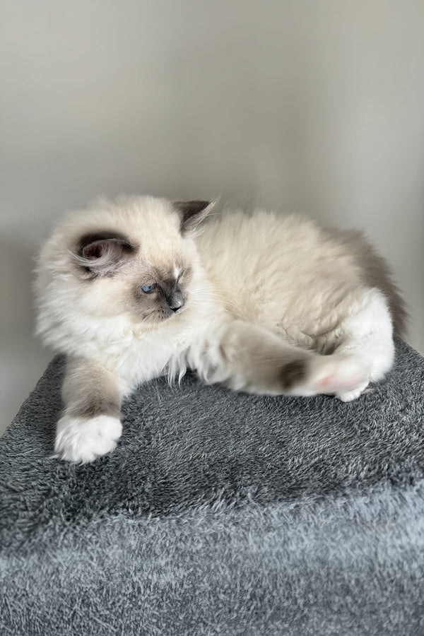 Fluffy cream and gray ragdoll kitten with long soft fur resting on textured gray surface purebred kitties blue point bicolor
