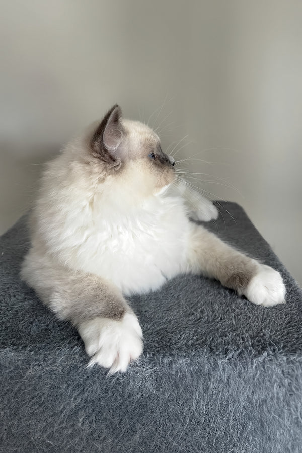 A fluffy cream and gray blue point bicolor ragdoll kitten lounging on a textured gray cushion perfect for purebred kitties