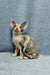 Assol | Devon Rex Kitten