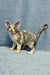 Assol | Devon Rex Kitten