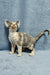 Assol | Devon Rex Kitten