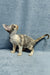 Assol | Devon Rex Kitten