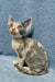 Assol | Devon Rex Kitten