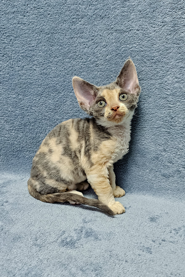 Assol Devon Rex Kitten Beautiful Tortoiseshell Beauty