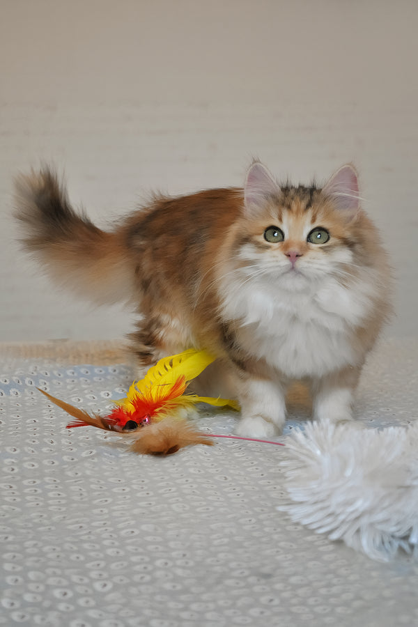 Assol | Siberian Kitten