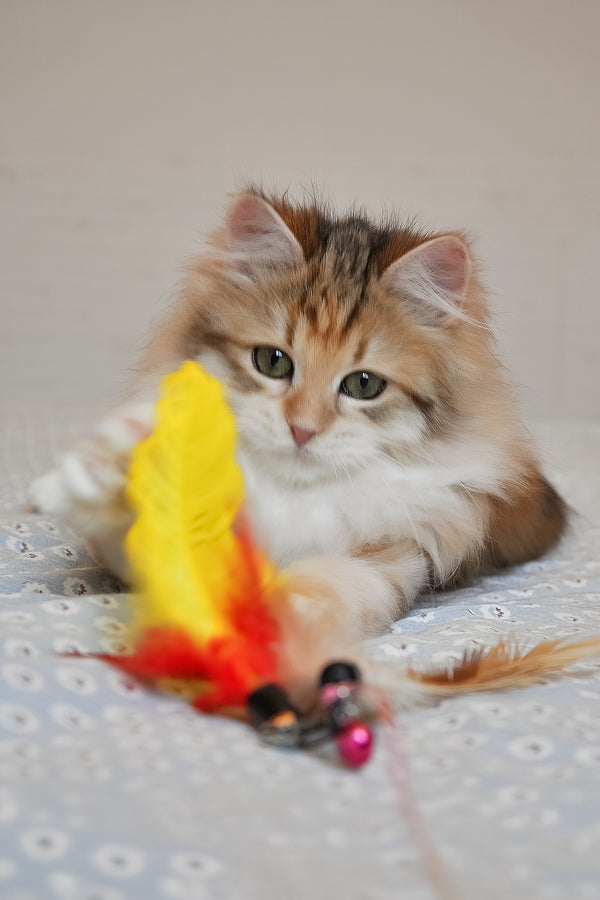 Assol | Siberian Kitten