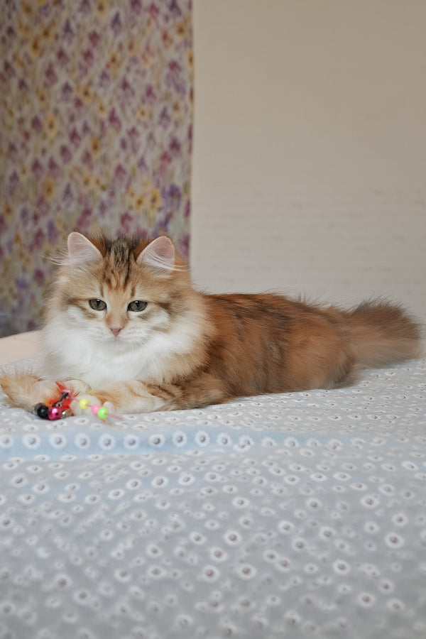 Assol | Siberian Kitten