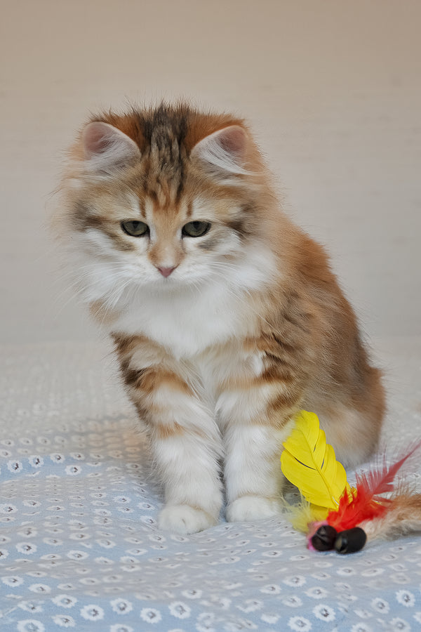 Assol | Siberian Kitten