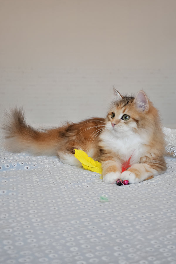 Assol | Siberian Kitten