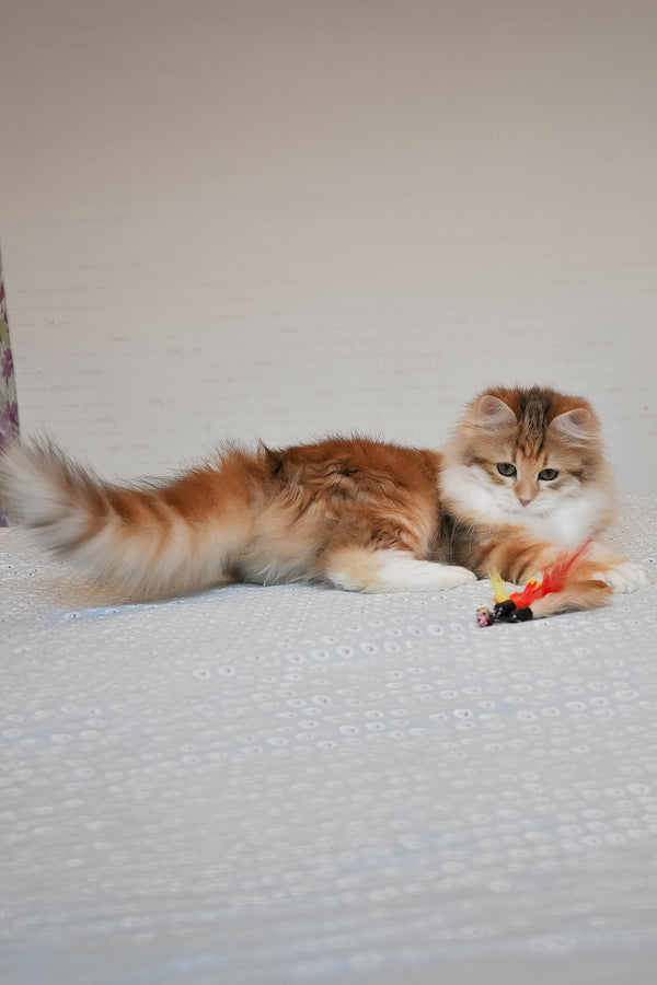 Assol | Siberian Kitten