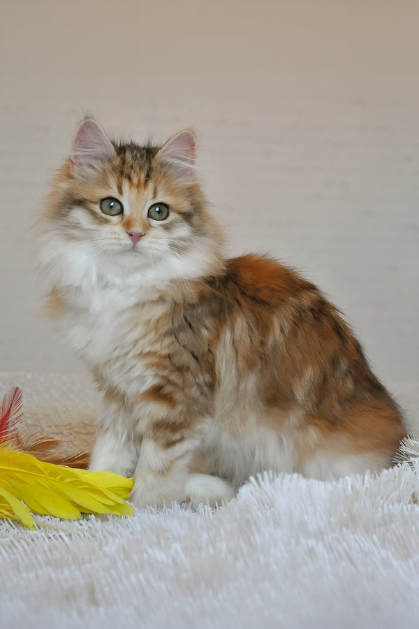 Assol | Siberian Kitten