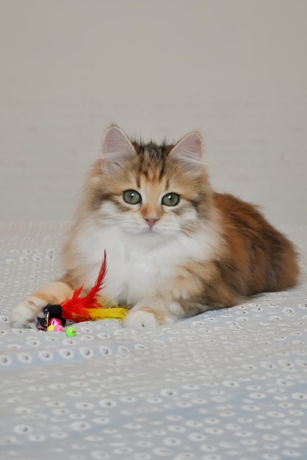 Assol | Siberian Kitten
