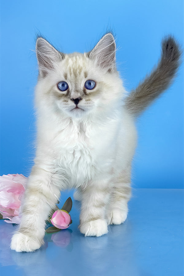 Asterix | Siberian Kitten