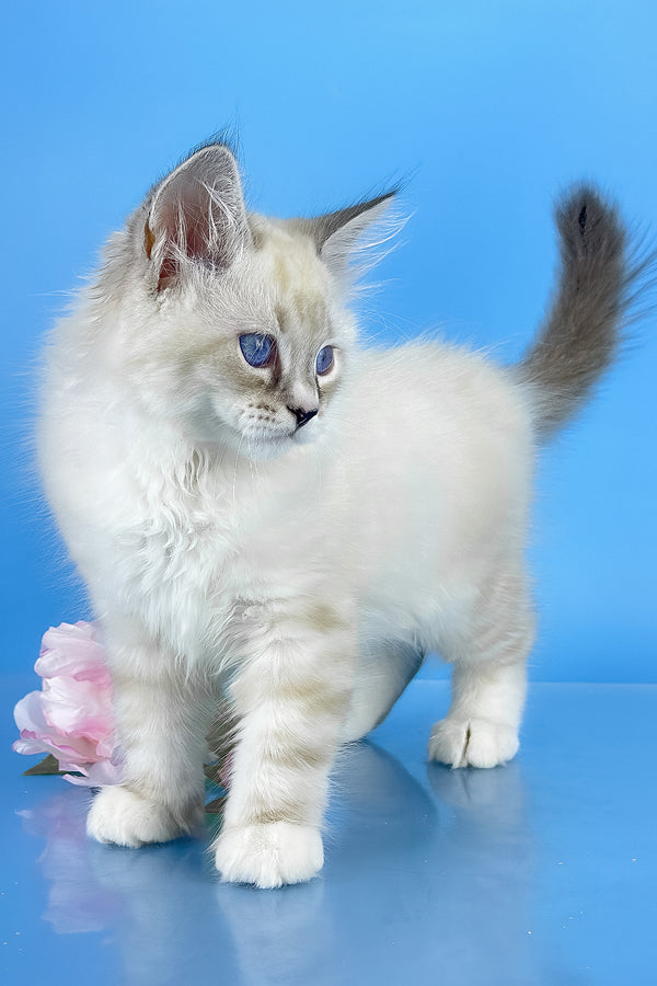 Asterix | Siberian Kitten