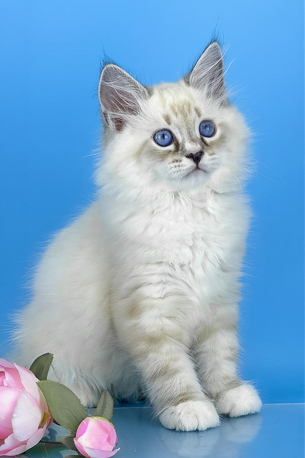 Asterix | Siberian Kitten
