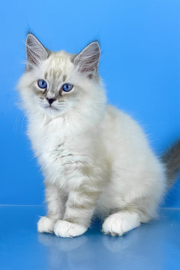 Asterix | Siberian Kitten