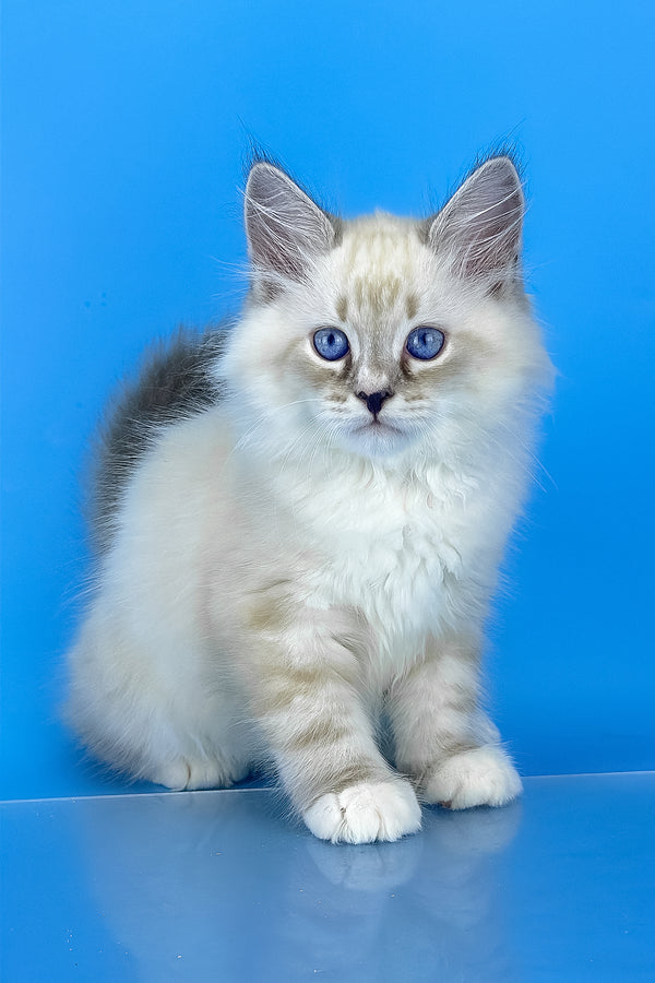 Asterix | Siberian Kitten
