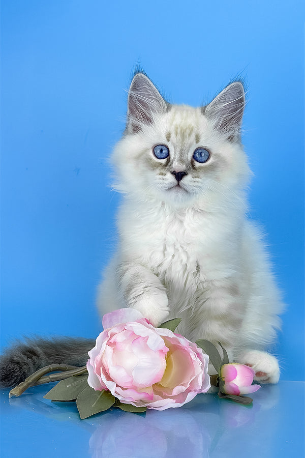 Asterix | Siberian Kitten