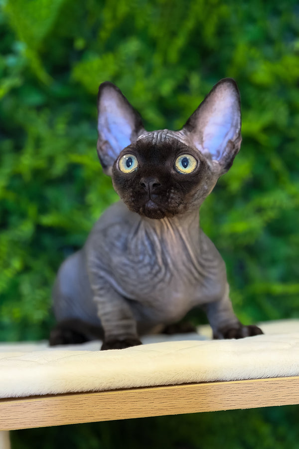 Aston | Devon Rex Kitten