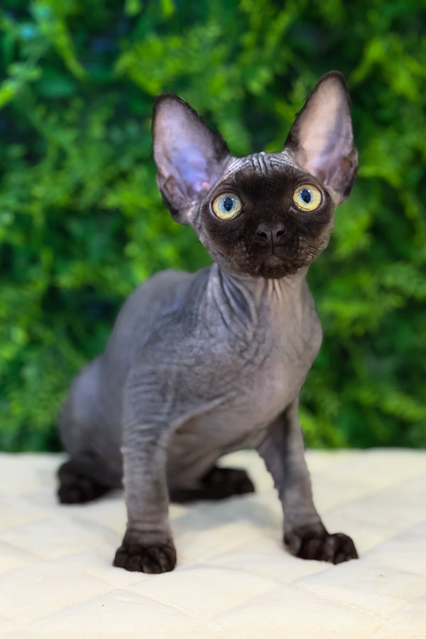 Aston | Devon Rex Kitten