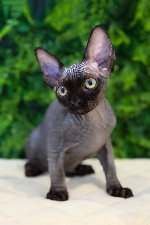 Aston | Devon Rex Kitten