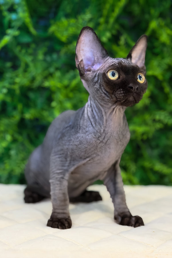 Aston | Devon Rex Kitten