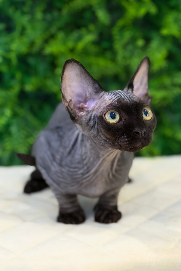 Aston | Devon Rex Kitten
