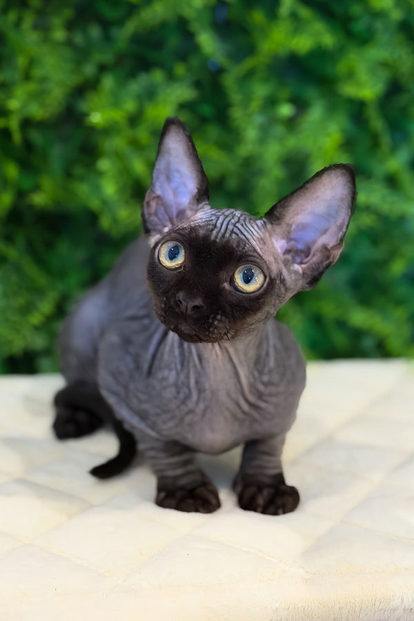 Aston | Devon Rex Kitten