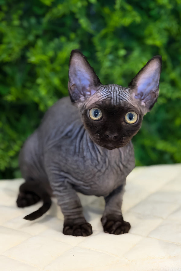 Aston | Devon Rex Kitten