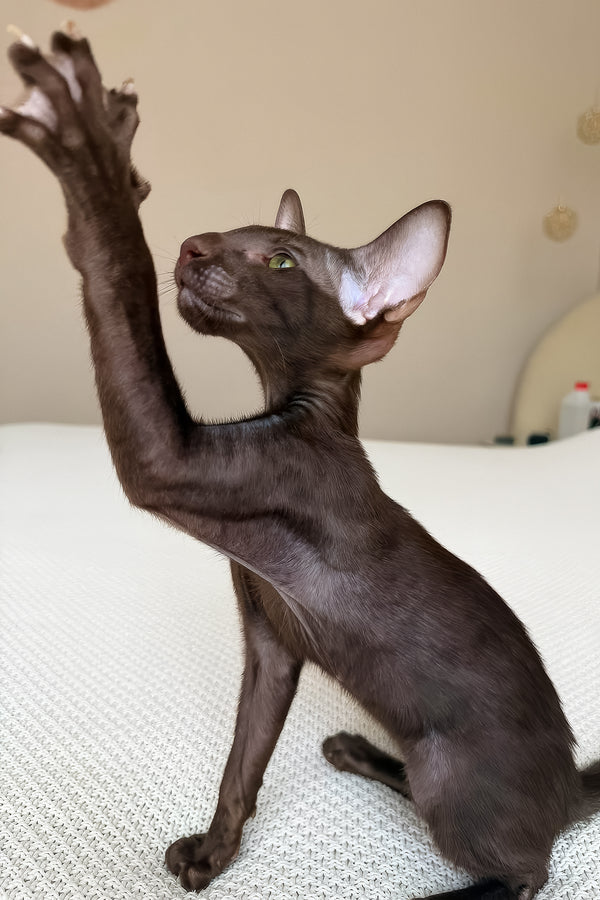 Aston | Oriental Shorthair Kitten