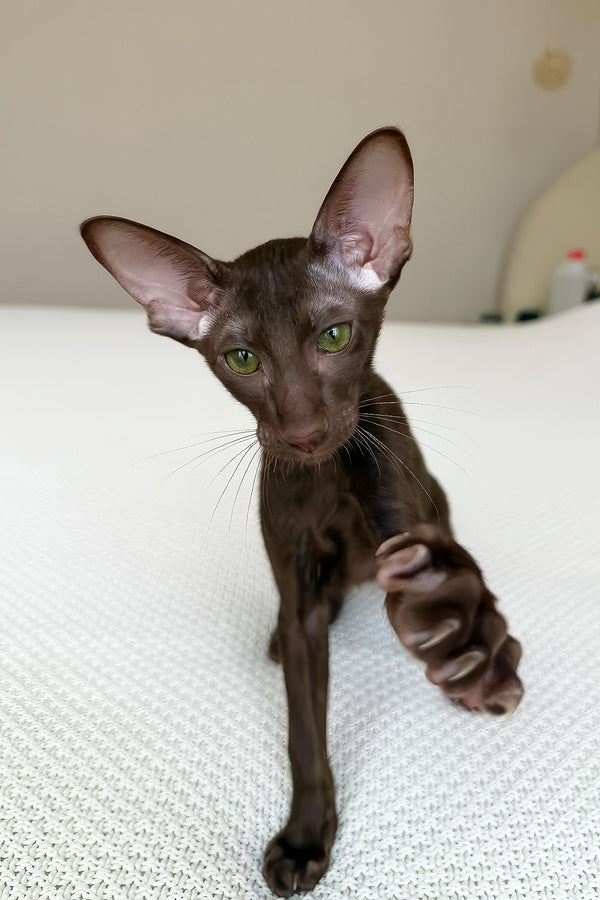 Aston | Oriental Shorthair Kitten