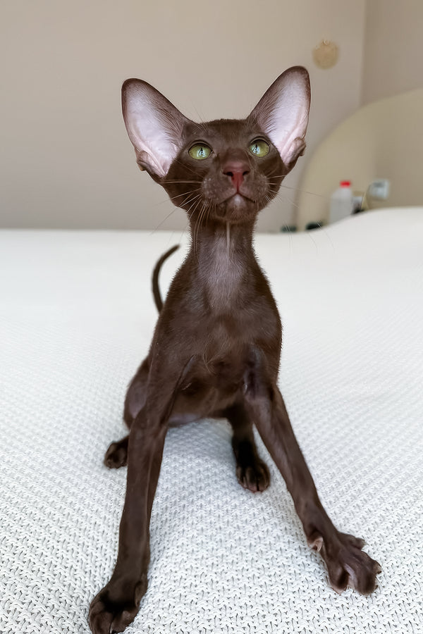 Aston | Oriental Shorthair Kitten