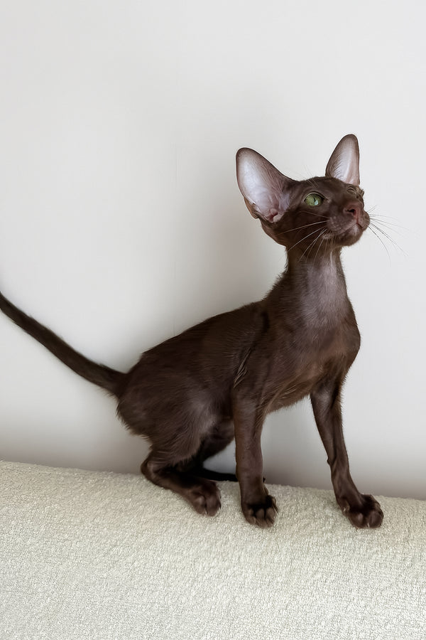 Aston | Oriental Shorthair Kitten