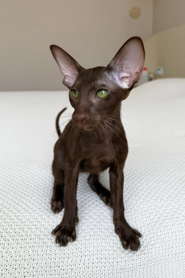 Aston | Oriental Shorthair Kitten